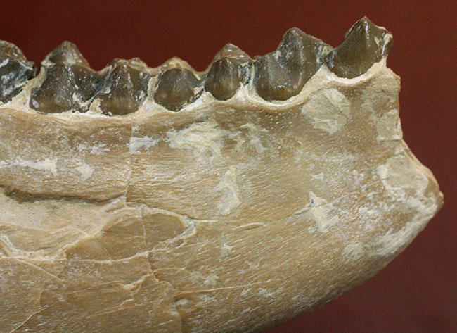 メリコイドドンの顎化石（Merycoidodon culbertsoni）。（その11）