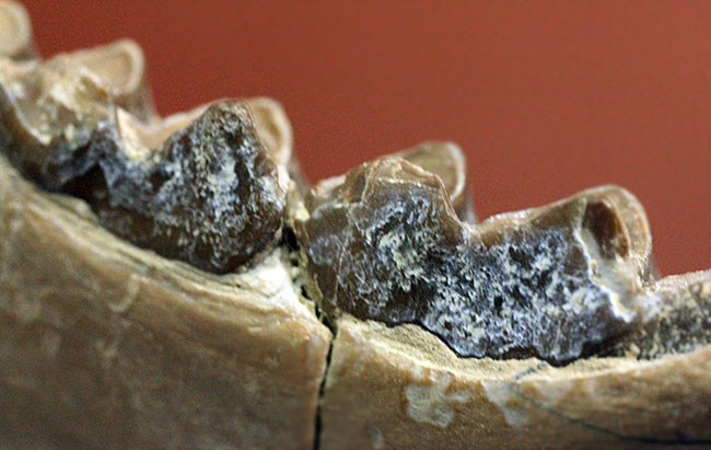 メリコイドドンの顎化石（Merycoidodon culbertsoni）。（その14）