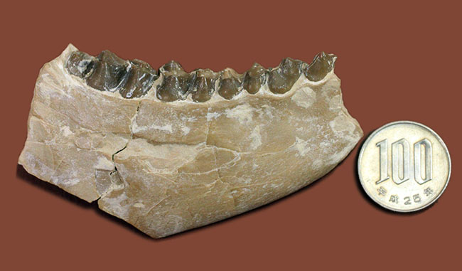 メリコイドドンの顎化石（Merycoidodon culbertsoni）。（その18）