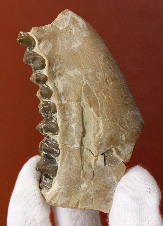 メリコイドドンの顎化石（Merycoidodon culbertsoni）。（その2）