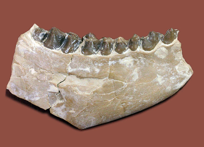 メリコイドドンの顎化石（Merycoidodon culbertsoni）。（その5）