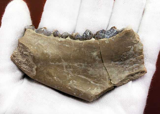 メリコイドドンの顎化石（Merycoidodon culbertsoni）。（その6）
