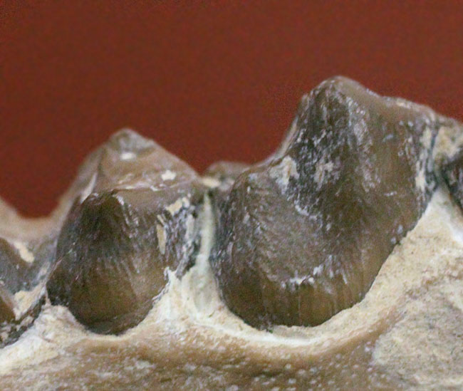 メリコイドドンの顎化石（Merycoidodon culbertsoni）。（その7）