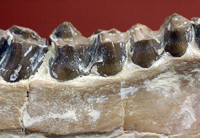 メリコイドドンの顎化石（Merycoidodon culbertsoni）。（その8）