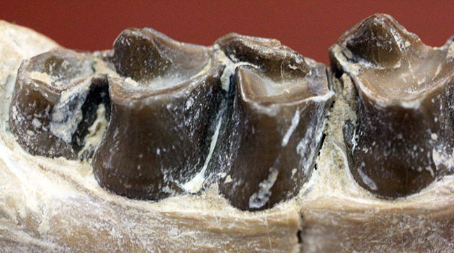 メリコイドドンの顎化石（Merycoidodon culbertsoni）。（その9）