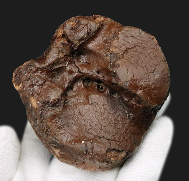 30年もののオールドコレクション!氷河期時代の巨大なウシの仲間、バイソン(Bison)の手首の化石(その1)