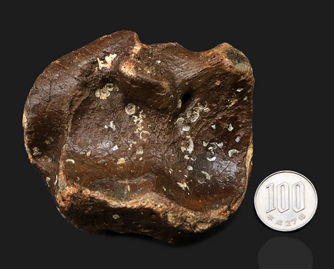３０年もののオールドコレクション！氷河期時代の巨大なウシの仲間、バイソン（Bison）の手首の化石（その10）