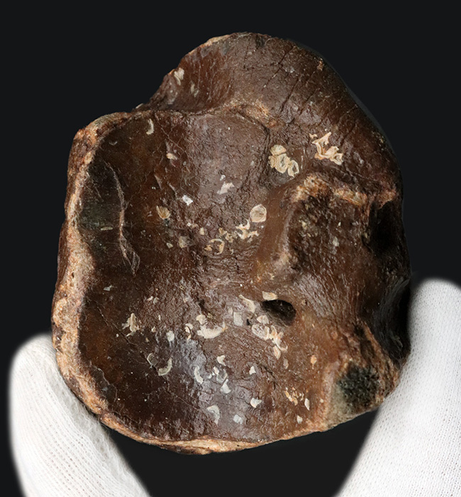 ３０年もののオールドコレクション！氷河期時代の巨大なウシの仲間、バイソン（Bison）の手首の化石（その2）