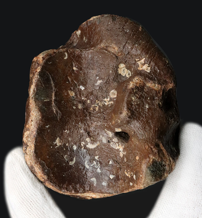 30年もののオールドコレクション!氷河期時代の巨大なウシの仲間、バイソン(Bison)の手首の化石(その2)