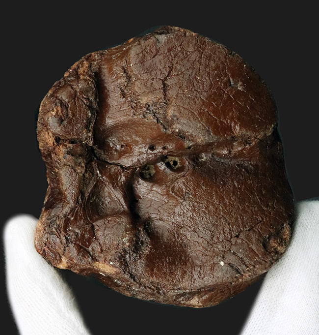 30年もののオールドコレクション!氷河期時代の巨大なウシの仲間、バイソン(Bison)の手首の化石(その3)
