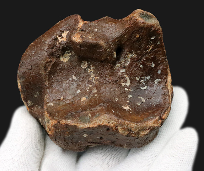 ３０年もののオールドコレクション！氷河期時代の巨大なウシの仲間、バイソン（Bison）の手首の化石（その4）
