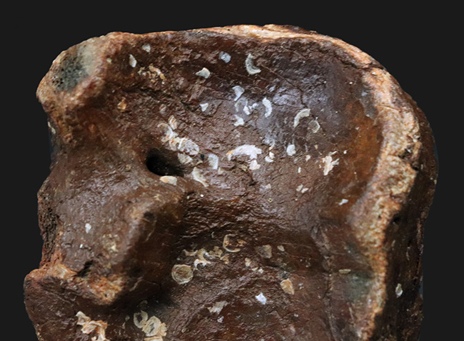 ３０年もののオールドコレクション！氷河期時代の巨大なウシの仲間、バイソン（Bison）の手首の化石（その5）