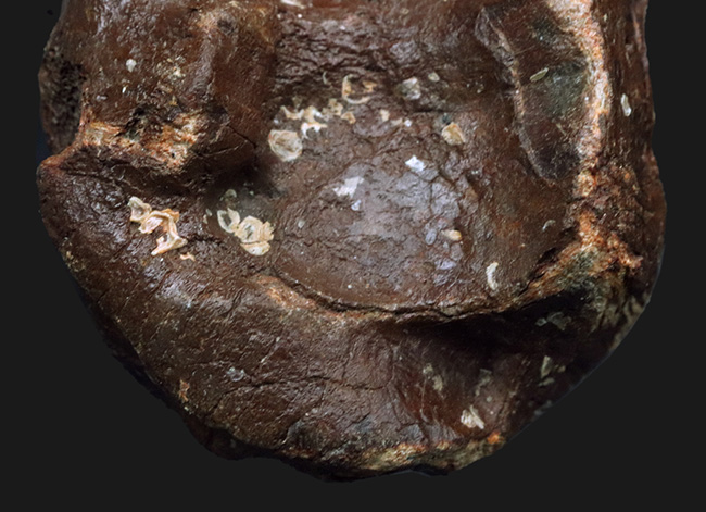３０年もののオールドコレクション！氷河期時代の巨大なウシの仲間、バイソン（Bison）の手首の化石（その6）