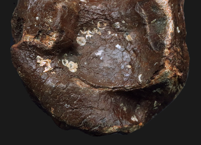 30年もののオールドコレクション!氷河期時代の巨大なウシの仲間、バイソン(Bison)の手首の化石(その6)