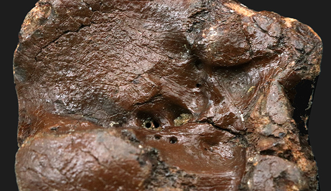 30年もののオールドコレクション!氷河期時代の巨大なウシの仲間、バイソン(Bison)の手首の化石(その7)