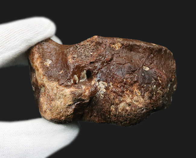 ３０年もののオールドコレクション！氷河期時代の巨大なウシの仲間、バイソン（Bison）の手首の化石（その8）