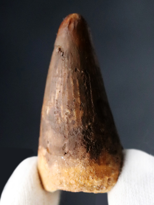 厚みあり!1億年前の北アフリカの食物連鎖の頂点に君臨していた、恐竜スピノサウルス(Spinosaurus)の歯化石の歯化石(その2)