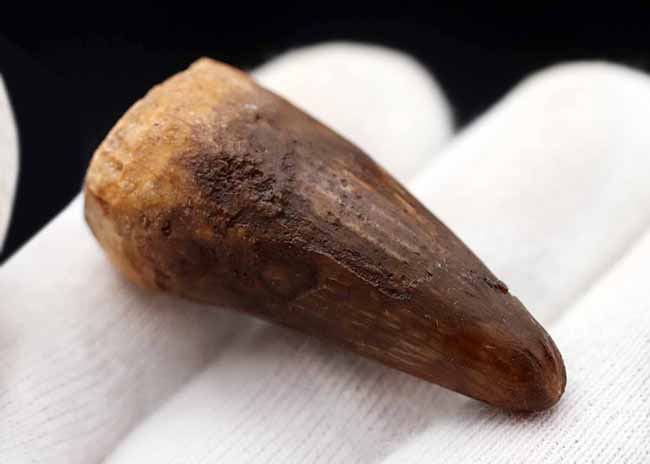 厚みあり!1億年前の北アフリカの食物連鎖の頂点に君臨していた、恐竜スピノサウルス(Spinosaurus)の歯化石の歯化石(その3)