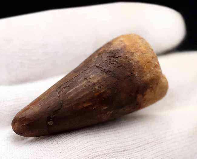 厚みあり!1億年前の北アフリカの食物連鎖の頂点に君臨していた、恐竜スピノサウルス(Spinosaurus)の歯化石の歯化石(その4)