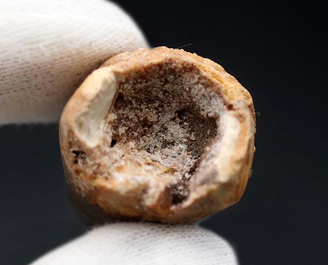 厚みあり!1億年前の北アフリカの食物連鎖の頂点に君臨していた、恐竜スピノサウルス(Spinosaurus)の歯化石の歯化石(その7)