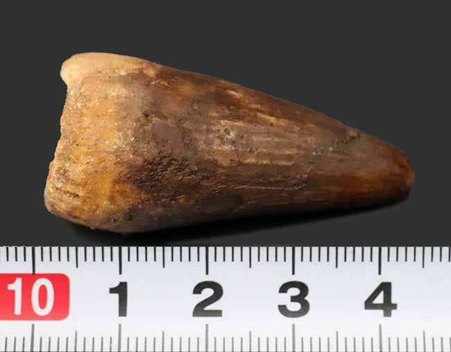 厚みあり!1億年前の北アフリカの食物連鎖の頂点に君臨していた、恐竜スピノサウルス(Spinosaurus)の歯化石の歯化石(その8)
