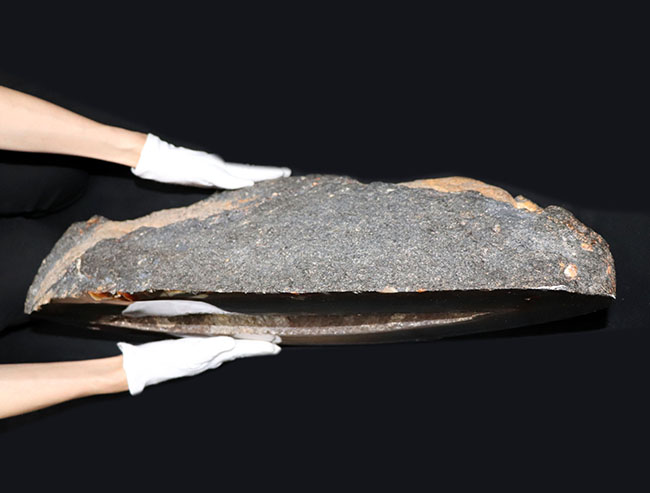 潜晶質の石英結晶が作り出す美しいグレイッシュブルー！６０センチ弱、３２キロ超え！まれに見る巨大なブラジル産のドーム状の縞瑪瑙（Agate）（その5）