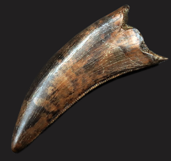 欠損箇所無し！補修なし！100％ナチュラルのティラノサウルス