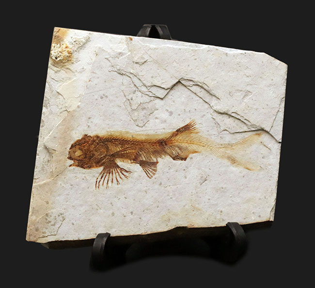 全体が保存!東アジアで繁栄した中生代白亜紀の絶滅淡水魚、リコプテラ(Lycoptera)の化石(その1)