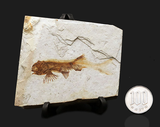 全体が保存！東アジアで繁栄した中生代白亜紀の絶滅淡水魚、リコプテラ（Lycoptera）の化石（その10）