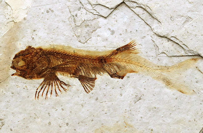 全体が保存!東アジアで繁栄した中生代白亜紀の絶滅淡水魚、リコプテラ(Lycoptera)の化石(その2)