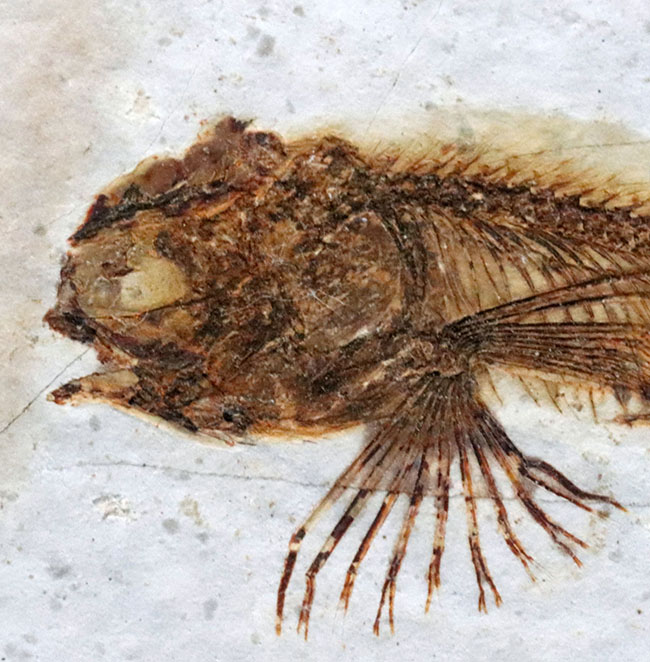 全体が保存！東アジアで繁栄した中生代白亜紀の絶滅淡水魚、リコプテラ（Lycoptera）の化石（その3）