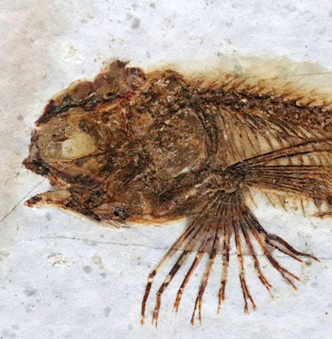 全体が保存!東アジアで繁栄した中生代白亜紀の絶滅淡水魚、リコプテラ(Lycoptera)の化石(その3)