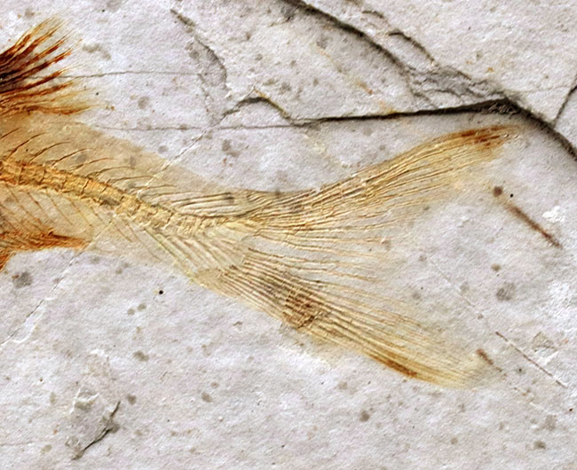 全体が保存!東アジアで繁栄した中生代白亜紀の絶滅淡水魚、リコプテラ(Lycoptera)の化石(その5)