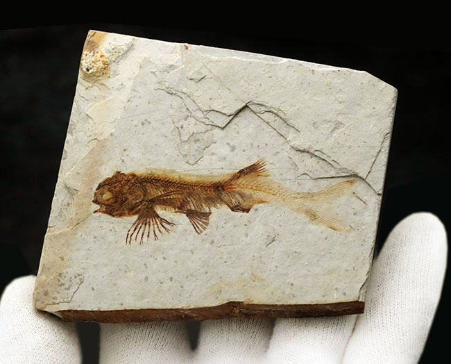 全体が保存!東アジアで繁栄した中生代白亜紀の絶滅淡水魚、リコプテラ(Lycoptera)の化石(その6)