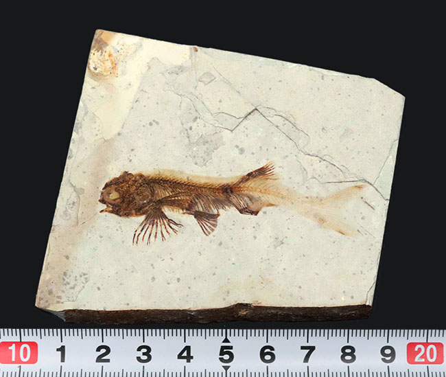 全体が保存！東アジアで繁栄した中生代白亜紀の絶滅淡水魚、リコプテラ（Lycoptera）の化石（その9）