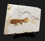 全体が保存！東アジアで繁栄した中生代白亜紀の絶滅淡水魚、リコプテラ（Lycoptera）の化石
