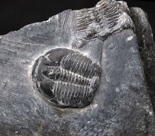 最古の三葉虫の一つ、チークが保存されている点にご注目、エルラシア・キンギ(Elrathia kingi)の母岩付き標本(その1)