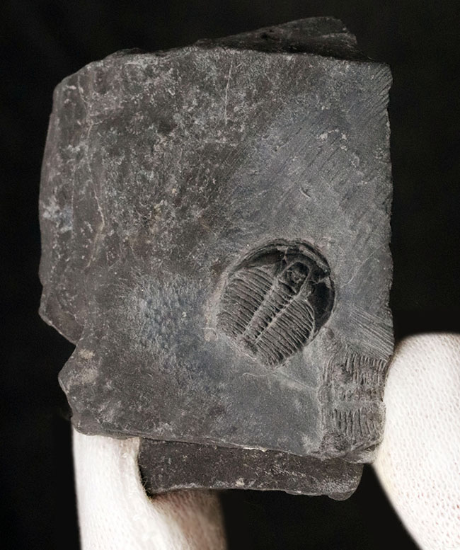 最古の三葉虫の一つ、チークが保存されている点にご注目、エルラシア・キンギ(Elrathia kingi)の母岩付き標本(その2)