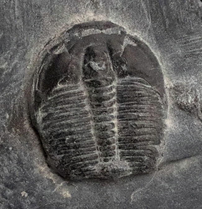 最古の三葉虫の一つ、チークが保存されている点にご注目、エルラシア・キンギ(Elrathia kingi)の母岩付き標本(その3)