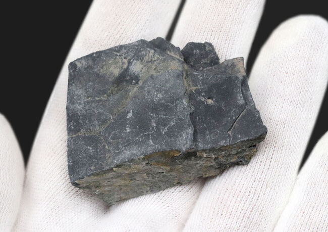 最古の三葉虫の一つ、チークが保存されている点にご注目、エルラシア・キンギ(Elrathia kingi)の母岩付き標本(その4)