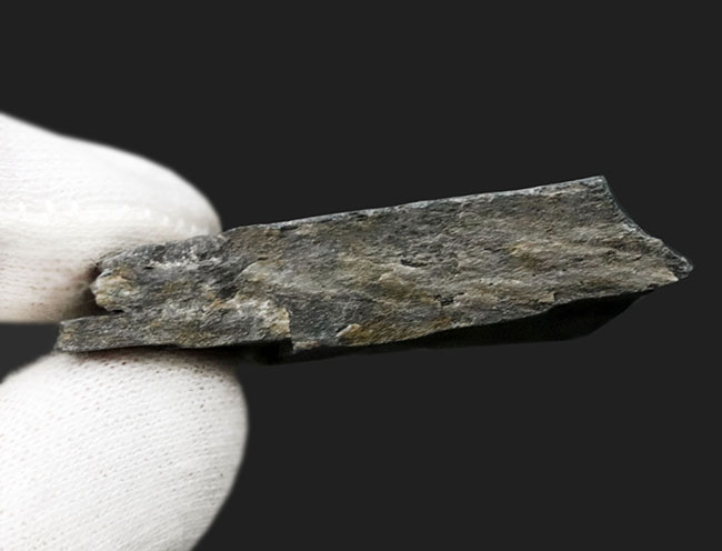 最古の三葉虫の一つ、チークが保存されている点にご注目、エルラシア・キンギ(Elrathia kingi)の母岩付き標本(その5)