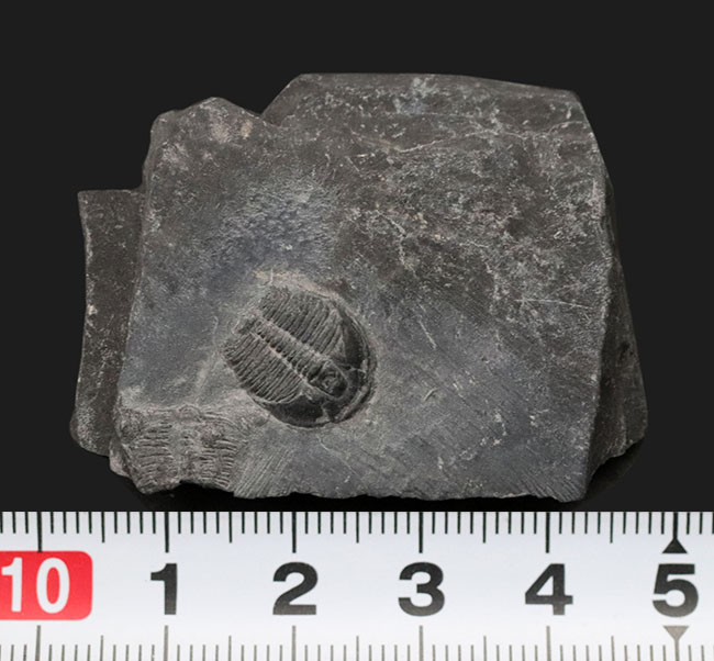 最古の三葉虫の一つ、チークが保存されている点にご注目、エルラシア・キンギ（Elrathia kingi）の母岩付き標本（その6）