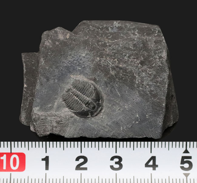最古の三葉虫の一つ、チークが保存されている点にご注目、エルラシア・キンギ(Elrathia kingi)の母岩付き標本(その6)