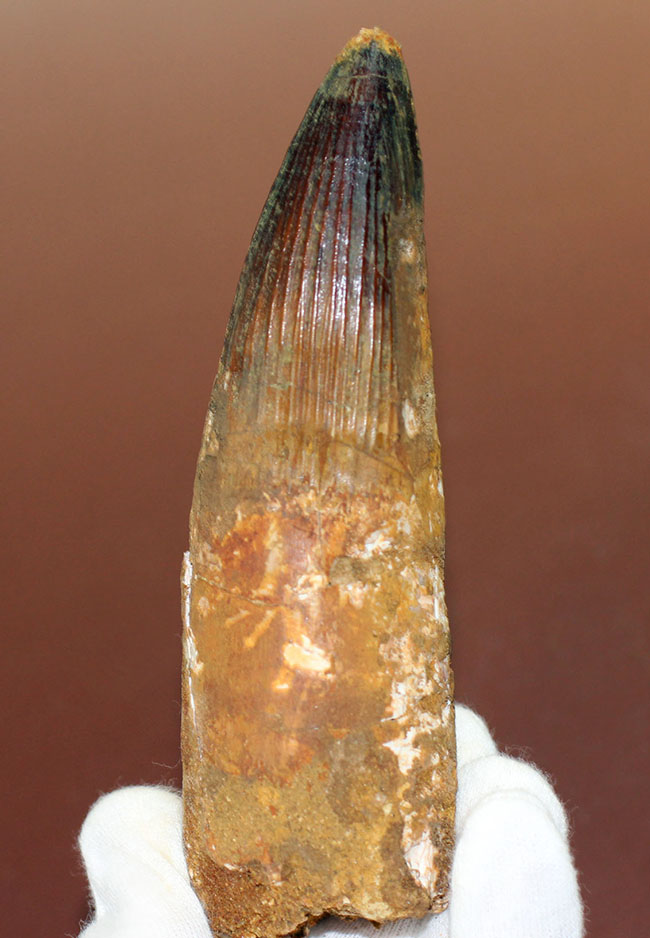 極めて巨大、それでいて見事な保存状態を示すスピノサウルス(Spinosaurus)の歯化石。一期一会のトップグレード標本。(その1)