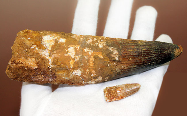 極めて巨大、それでいて見事な保存状態を示すスピノサウルス(Spinosaurus)の歯化石。一期一会のトップグレード標本。(その10)