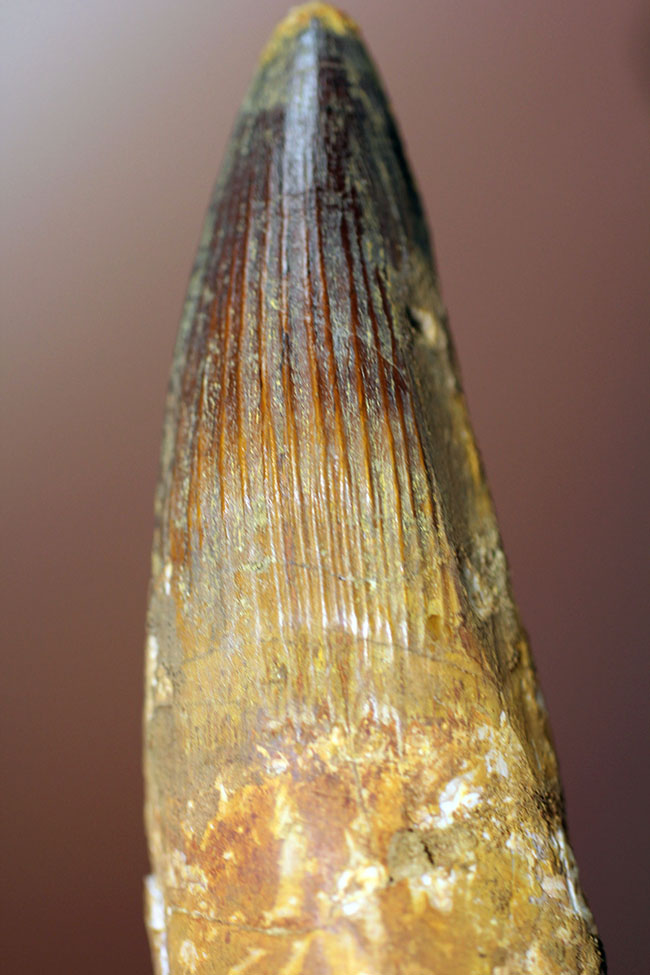 極めて巨大、それでいて見事な保存状態を示すスピノサウルス(Spinosaurus)の歯化石。一期一会のトップグレード標本。(その12)