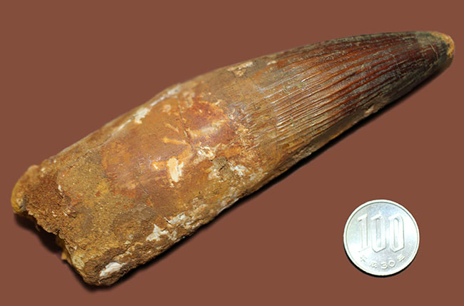 極めて巨大、それでいて見事な保存状態を示すスピノサウルス(Spinosaurus)の歯化石。一期一会のトップグレード標本。(その13)