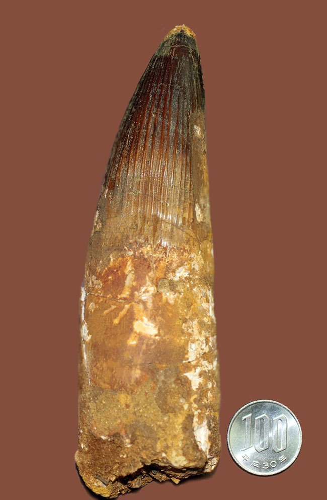 極めて巨大、それでいて見事な保存状態を示すスピノサウルス(Spinosaurus)の歯化石。一期一会のトップグレード標本。(その14)