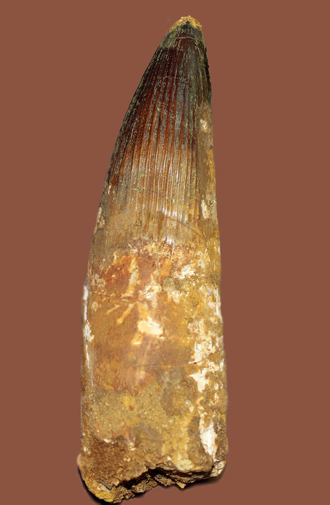 極めて巨大、それでいて見事な保存状態を示すスピノサウルス(Spinosaurus)の歯化石。一期一会のトップグレード標本。(その2)