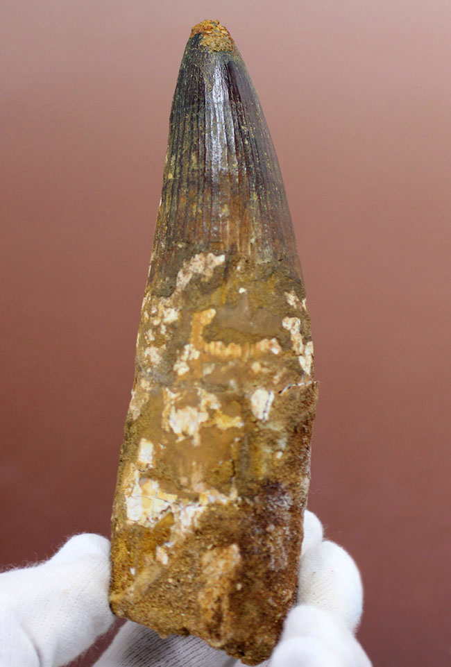 極めて巨大、それでいて見事な保存状態を示すスピノサウルス(Spinosaurus)の歯化石。一期一会のトップグレード標本。(その3)